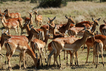 Naklejka na ściany i meble Impala female, Ol Pejeta Conservancy, Kenya