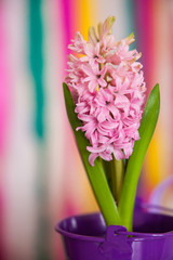 Nice pink hyacinth in a violet bucket