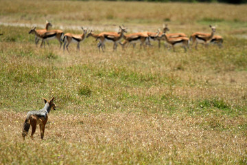 Obraz premium Black-backed jackal, Mugie Sanctuary, Kenya