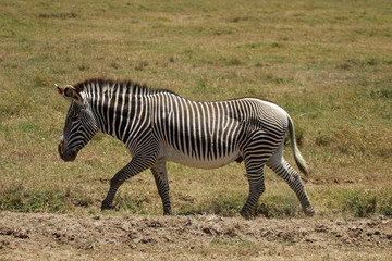 Fototapeta na wymiar Grévy's zebra, Mugie Sanctuary, Kenya