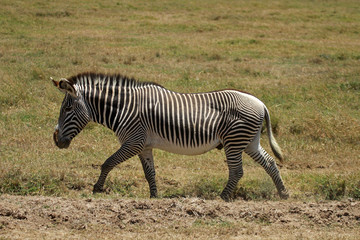 Grévy's zebra, Mugie Sanctuary, Kenya