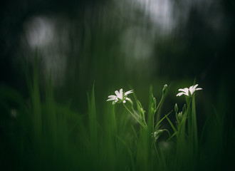 two white flowers in the middle of a green lawn