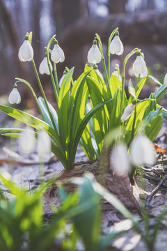 Tender snowdrops in the spring forest on a sunny day. Beautiful spring background with copy space. Processing photo with soft focus