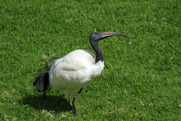 African sacred ibis, Mount Kenya area, Kenya