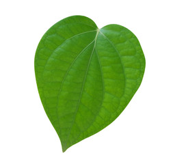 Green leaf heart shape of peppercorn plant isolated on white background, clipping path included