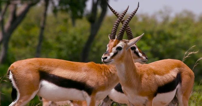 Thomson'S Gazelles; Maasai Mara Day 3; Maasai Mara, Kenya, Africa