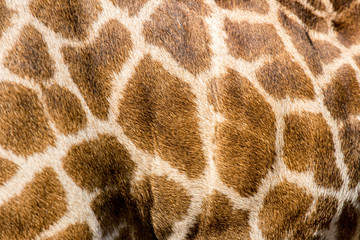 beautiful Giraffe (Giraffa camelopardalis) skin for background use