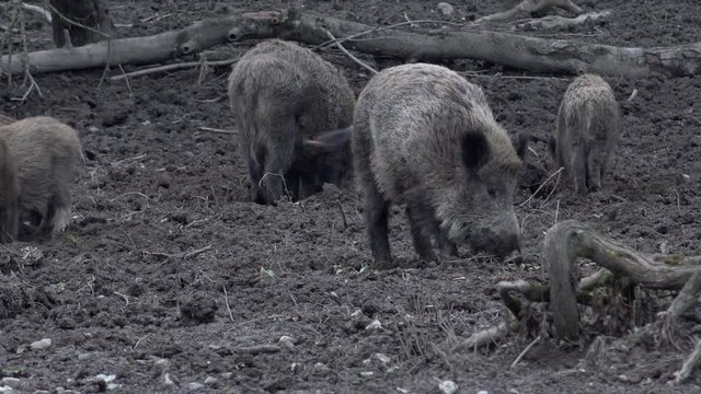 Gro&szlig;e Wildschweine