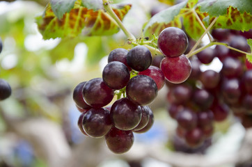 Grapes in the vineyard