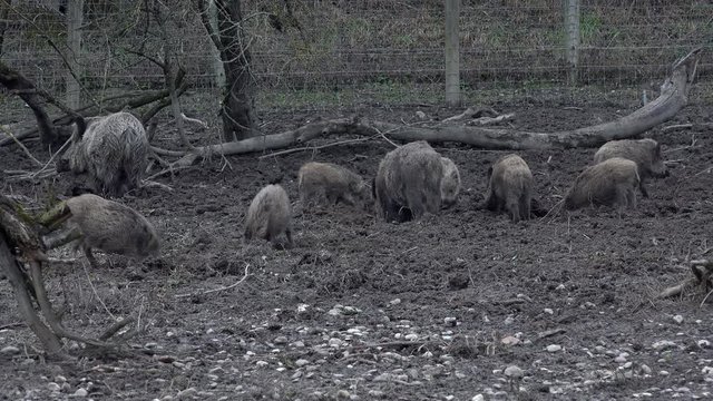 Wildschwein Familie