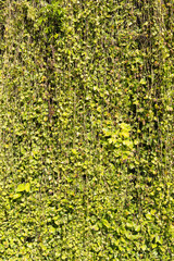 Green leaf background with vine wall