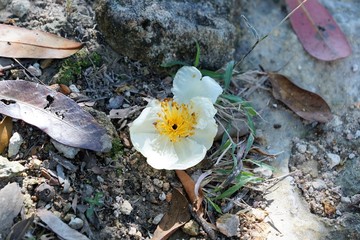 Blume auf dem Wanderweg zu Big Buddha in Hong kong