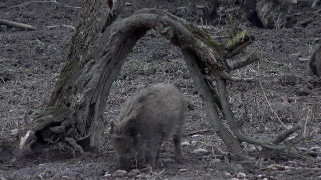 Frischling unter Baumstamm