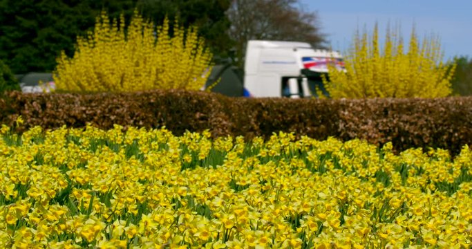 Large Group Of Daffodil'S At Roadside; Spring Daffodils; Bainton, North Yorkshire