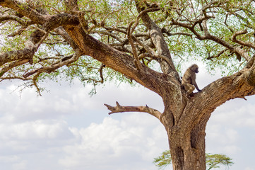 Vulture scavenger posed at the top of an acacia in the park of Masai Mara in North West Kenya
