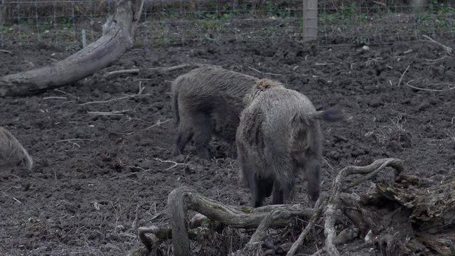 Wildschwein l&auml;uft