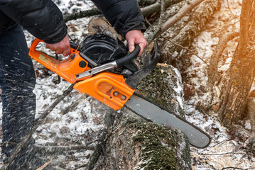 Manual chainsaw. Man hands, saws a tree in the woods in winter at sunset