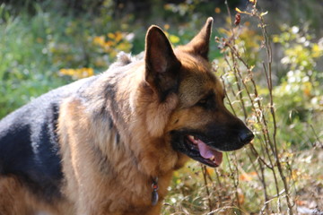 german sheppert