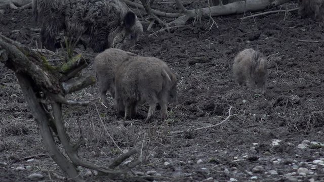 Wildschweine w&uuml;hlen