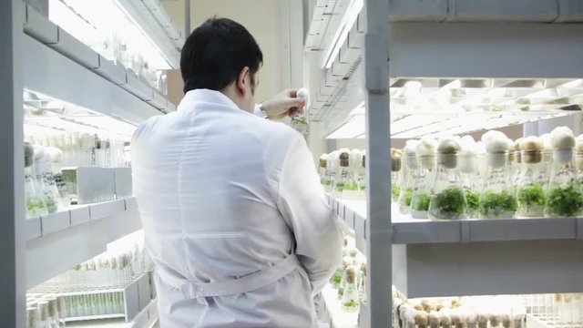 The laboratory assistant examines test tubes with plants