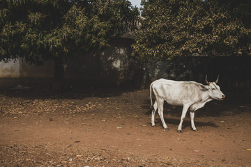 Fototapeta premium cow in Gambia