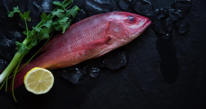 Raw whole fresh Red Snapper displayed on a black background with ice and copy space