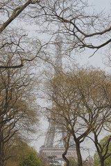 trees and tower