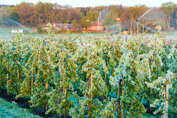 Layer of protective ice covering fruit trees © abasler