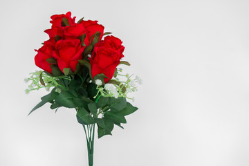 Obraz premium Rose - Flower, Backgrounds, Beauty, Close-up, Colors