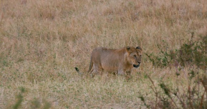 Young Lion Walking; Maasai Mara 3rd September; Maasai Mara, Kenya, Africa