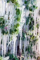 Layer of protective ice covering fruit trees