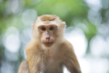 Monkeys of Monkey Hill Thailand 2 
