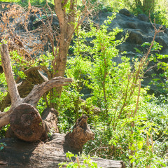 Log and trees plant in garden with morning sun light