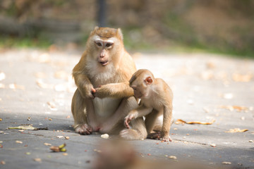 Monkeys of Monkey Hill Thailand 2 