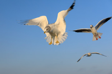 closeup of a flying seagull (laridae)