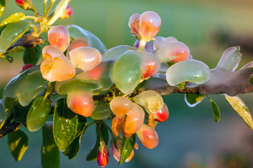 Layer of protective ice covering fruit trees © abasler