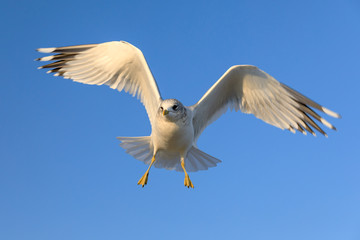 closeup of a flying seagull (laridae)