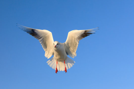 closeup of a flying seagull (laridae)