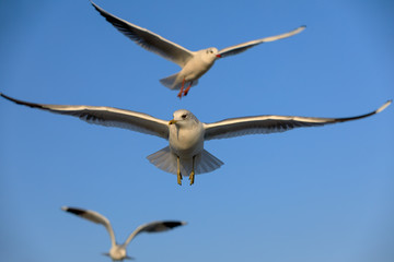 closeup of a flying seagull (laridae)