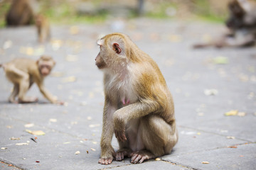 Monkeys of Monkey Hill Thailand 2 