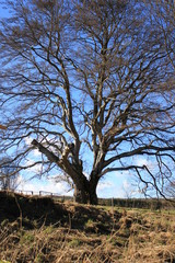 Baum in der Landschaft
