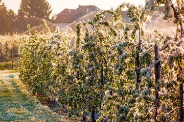 Layer of protective ice covering fruit trees © abasler
