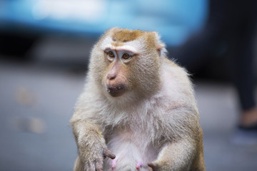 Monkeys of Monkey Hill Thailand 2 