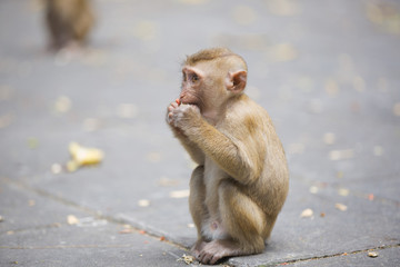 Monkeys of Monkey Hill Thailand 2 