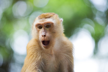 Obraz premium Monkeys of Monkey Hill Thailand 2 