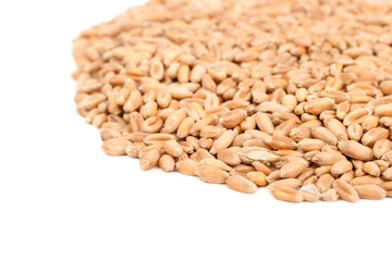Dry wheat grains