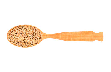 Wheat grain in spoon