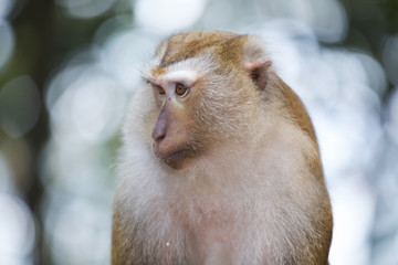 Monkeys of Monkey Hill Thailand 2 