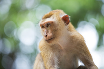 Monkeys of Monkey Hill Thailand 2 