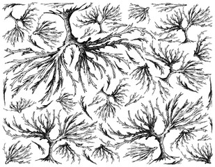 Sea Grape, Caulerpa Lentillifera, Bryopsidale, Green Caviar, Seaweed, Kelp, Algae, Alga,